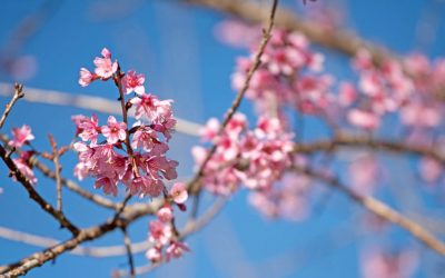 ¿Qué es Ikigai? Así trabajan los japoneses
