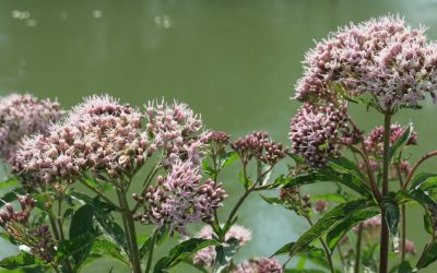 ¿La valeriana es eficaz en casos de ansiedad?