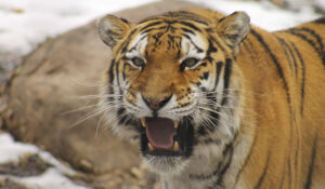 la metáfora del tigre hambriento